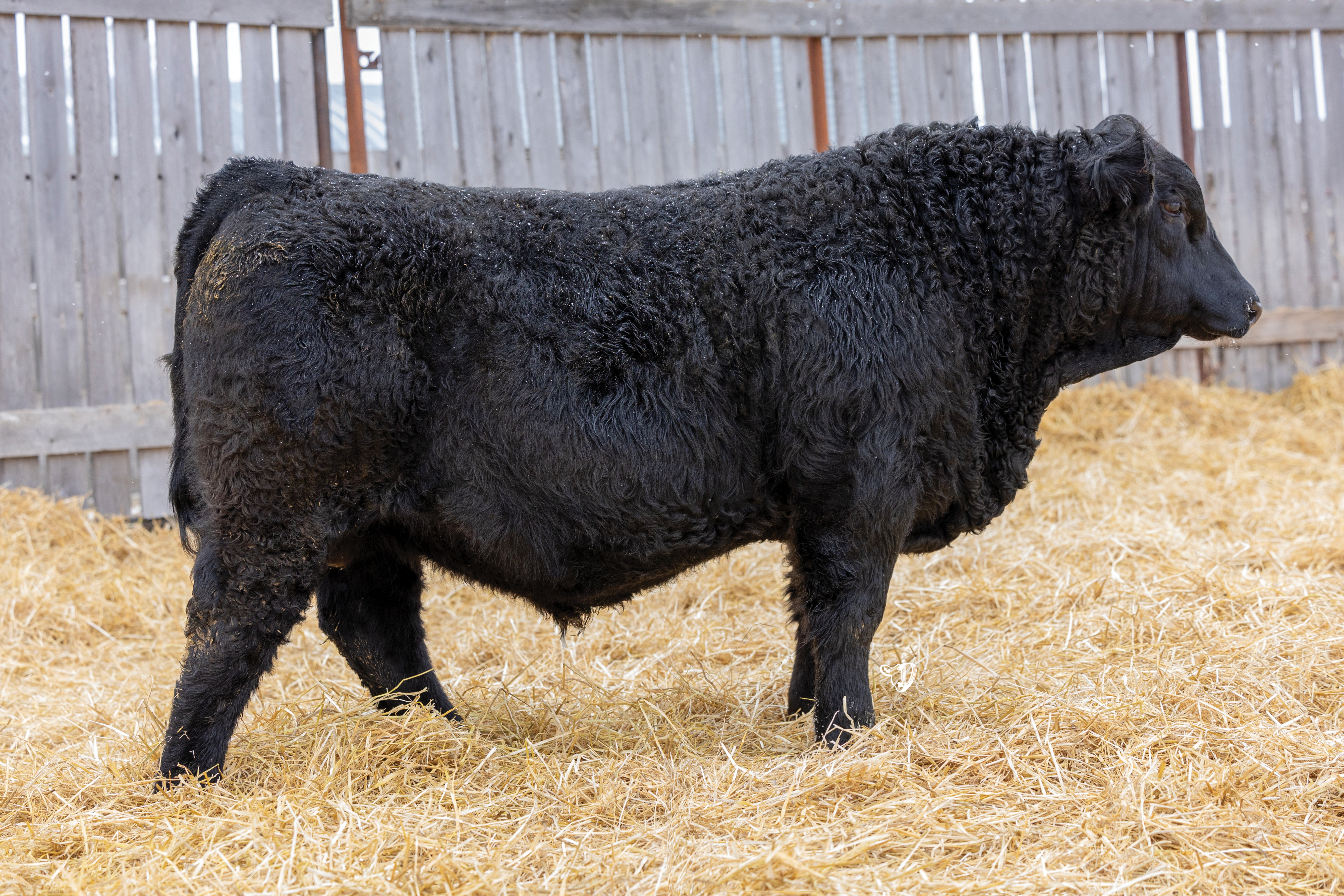 Yearling Bull